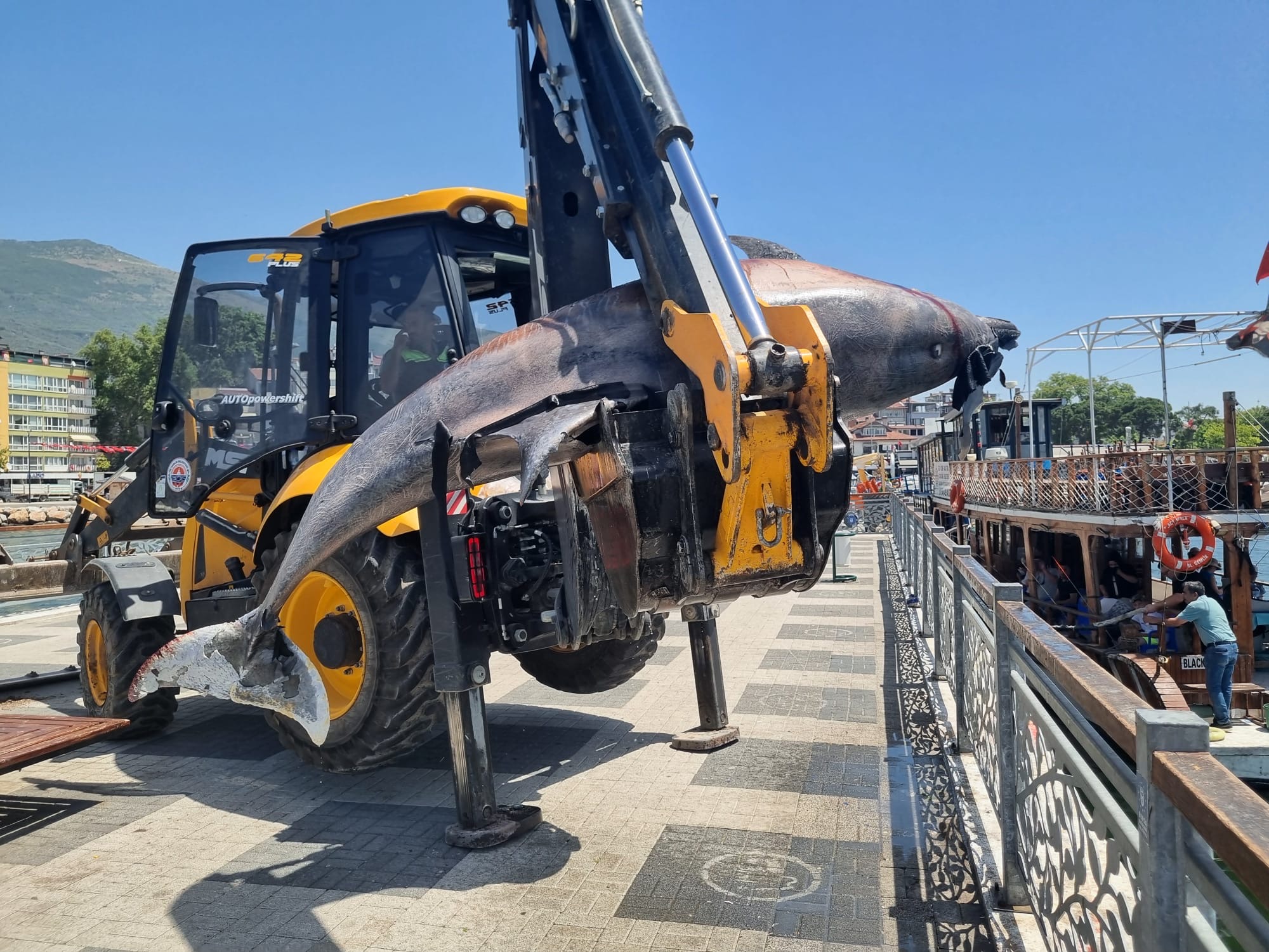 Deniz Temizliği Sırasında Ölü Yunus Balığı Çıktı