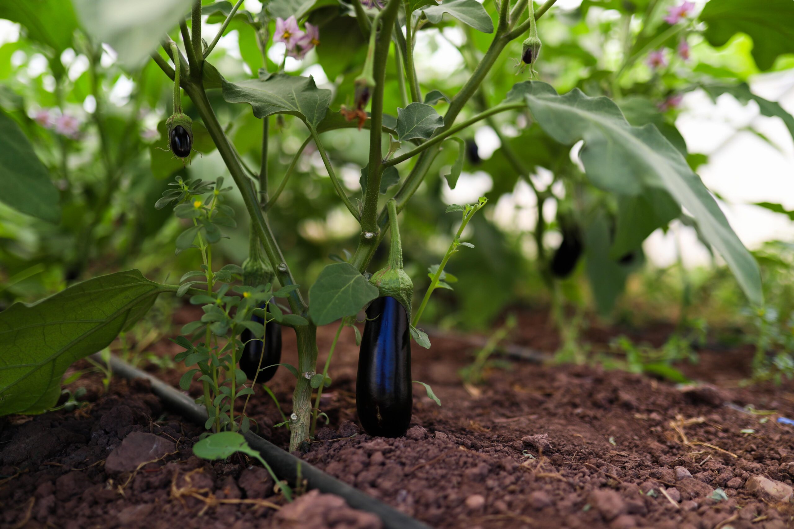 Belediye serasında yetişen ürünler Halk Büfe’sinde satılıyor