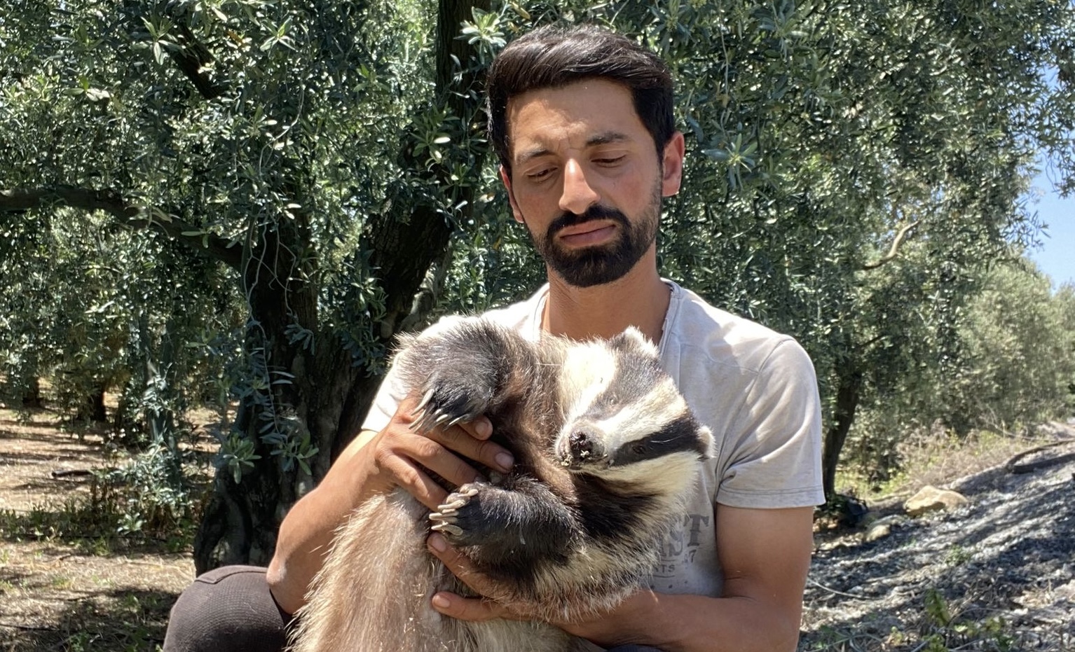 Nesli Tükenme Tehlikesi Altındaki Avrupa Porsuğu Bursa’da Ezilmiş Halde Bulundu