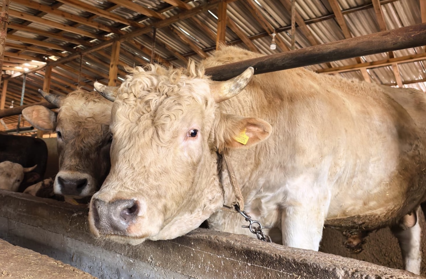 2026 KURBANLIK FİYATLARI BELLİ OLDU